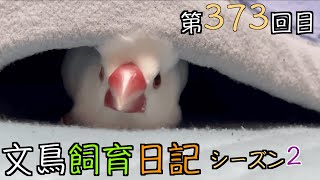 文鳥飼育日記シーズン2第373回目