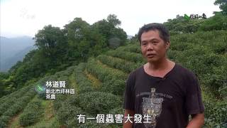 【友善農業】藍鵲茶革命｜與藍鵲共好的有機茶園 (我們的島 第764集 2014-07-14)