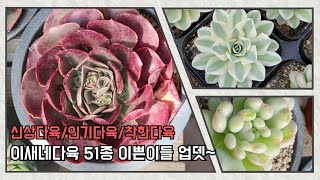 이새네 !  51종 예쁜 다육이들 업뎃~신상,묵은둥이,인기쟁이들 다양하게~