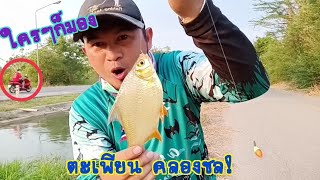 Ep5. ตกปลาตะเพียน คลองชลประทาน มันๆ #อาหารเม็ด🐟