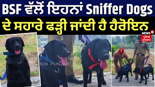 BSF ਵੱਲੋਂ ਇਹਨਾਂ Sniffer Dogs ਦੇ ਸਹਾਰੇ ਫੜ੍ਹੀ ਜਾਂਦੀ ਹੈ ਹੈਰੋਇਨ | Punjab News | News18 Punjab