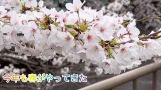 🌸恩田川花見スポット(GSX-R1000) 東京都町田市南成瀬5-12-12付近