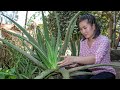 Cooking ALOE VERA Plant Dessert & Making Aloe Vera Juice in my Village