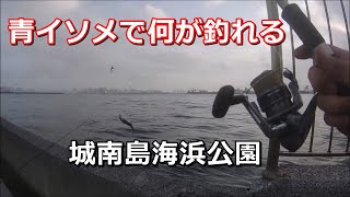 【東京の穴場的釣り場】真夏の城南島海浜公園