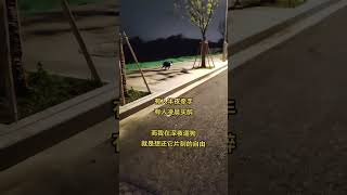 配这音乐好像也挺有感觉的，你们不许笑藍边牧 日常遛狗 萌宠出道计划 这才是正确遛狗方式 夜晚遛狗