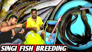 breeding catfish | singhi fish | Singi fish breeding | Catfish breeding | শিং মাছের রেনু #fishinfo