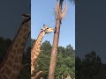 A giraffe that can talk