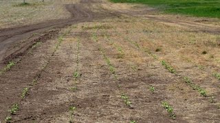 Сеем кукурузу и подсолнечник прямо в дорогу. Технология No-Till. КФХ "Потапов".