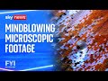 FYI: Mindblowing microscopic footage