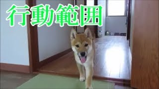 行動範囲が広がれど飼い主にくっ付き回る柴犬まめ