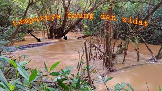 MENGGIURKAN MANCING IKAN DITEMPAT SEPERTI INI IKAN BAUNG DAN ZIDAT BERKELIARAN