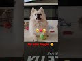 tiktok tiktoky thebest foryoupage fyp viral pyppy doggie fynny cute animals pets