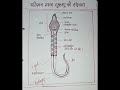 मानव शुक्राणु की संरचना artistsandhya sperm biology figure 12thboard 12thbiology viraldrawing