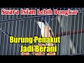 Cara ini Ampuh Mengatasi Burung CENDET KURANG FIGHTER / Takut Bertarung