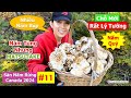 Săn Nấm Rừng Canada 2024: Phần 11 - Nấm Tùng Nhung | Matsutake | Pine Mushrooms | 마츠타케 | マツタケ |  松茸