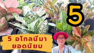 5 อโกลนีมา สายพันธุ์ต่างๆ ต้นอโศกลนีมามีกี่ชนิด,อโกลนีมา สีเขียว/นานาพันธุ์ไม้byนิตยา