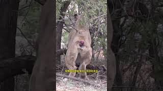 母狮外出捕猎，不幸被鬣狗咬断了尾巴 野生动物零距离 神奇动物在抖音 动物解说 鬣狗 狮子