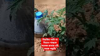 নিয়মিত পানি না দিয়েও গাছকে সতেজ রাখার ৩টি সহজ পদ্ধতি