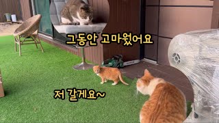 딱 5분만에 아기냥을 잃어버렸다 ㅠ