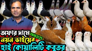 অফার দামে ফেন্সি কবুতর কিনুন || নয়ন ভাইয়ের খামার থেকে কবুতর বিক্রি হবে || কমদামে হাই কোয়ালিটি কবুতর