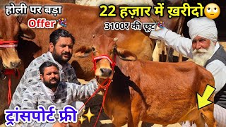 22 हज़ार में ख़रीदो🙄!! ट्रांसपोर्ट फ्री✅!! Holi Special Offer🎉!! 3100₹ की स्पेशल छूट👌!!Low price Cow✌️