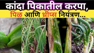 कांदा पिकातील करपा, पीळ आणि थ्रीप्स नियंत्रण | purple blotch | कांद्याचे शेंडे पिवळे पडलेत |