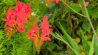 crocosmia lucifer review