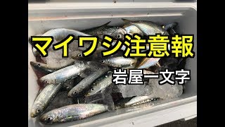 【サビキ天国】岩屋がマイワシに占領されました！fishingmax垂水店2019/04/19