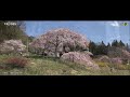 福島の一本桜より　Ｖｅｒ. 4Ｋ ～ 二本松市針道　中島の地蔵桜 ～