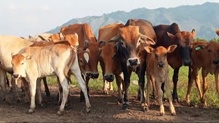 suara sapi lembu berkeliaran di jalan dan di sawah warga dan anak sapi lucu cooi