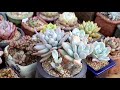 기온이 높아지면 다육이들 한테 찾아오면 무서운병 해결하기 たにくしょくぶつ flacherie succulents