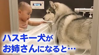 とっても優しいハスキー犬が、赤ちゃんのお姉さんに♡ ハスキー流の子育て日記【2020年人気動画 第一位】