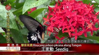 夢谷瀑布堪稱蝴蝶天堂 民憂人潮破壞生態 2020-08-01 Seediq IPCF-TITV 原文會原視族語新聞