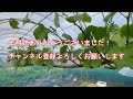 ブドウと菜園　5月の作業　誘引・稔枝・etc