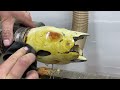 woodturning tulip of fire