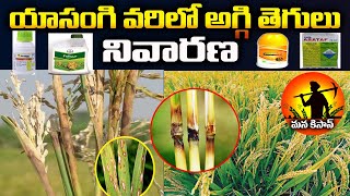 వరిలో అగ్గితెగులు నివారణ|Paddy Aggi Tegullu |Paddy blast control |Varilo aggi tegullu |Mana Kisan Tv