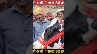 कीमत तो अभी 1 लाख 80 हजार रखें हैं।। #cattle #cowmandi #animals #shortsvideo #ytshorts