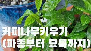 커피씨앗 파종하기(씨앗부터 묘목까지)