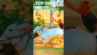 Top OxRace •• Bull Race •• Panghal Tv