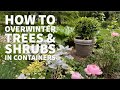 How I overwinter shrubs and trees in containers