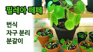 필레아 페페로미오이데스 - 다산의 상징