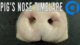 Pig's Nose Time Lapse - Rotting Time Lapse