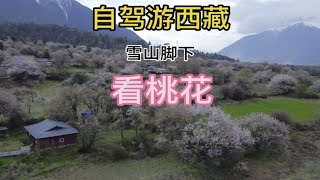 自驾游西藏 回到林芝波密县，雪山脚下看桃花，桃花盛开 美极了