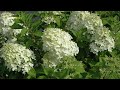 top 7 most enchanting white hydrangeas unveiled 🌱👍 gardening ideas