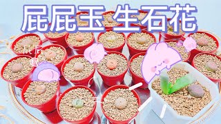 手撕多肉屁屁玉超療癒｜生石花小白的第三課｜辦公室植栽系列｜MiSo閨蜜日記 Mindy Vlog