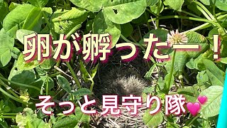 貴重映像◇ヒバリ◇21/5/4