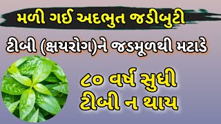 ટી.બી.ને જડમૂળથી મટાડનાર અદભુત જડીબુટી મળી ગઈ || tuberculous infection treatment || ટીબી ની દેશી દવા