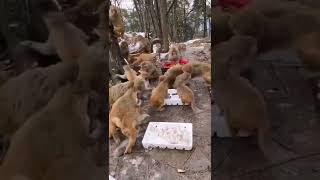 Feeding Wild monkeys 🐒#dzistic