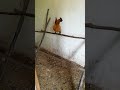 Самые дикие но любимые люйкеданьцзи 🐓