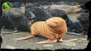 Rare Ginger Seal Pup Get Shunned By Other Seals Because He’s Different